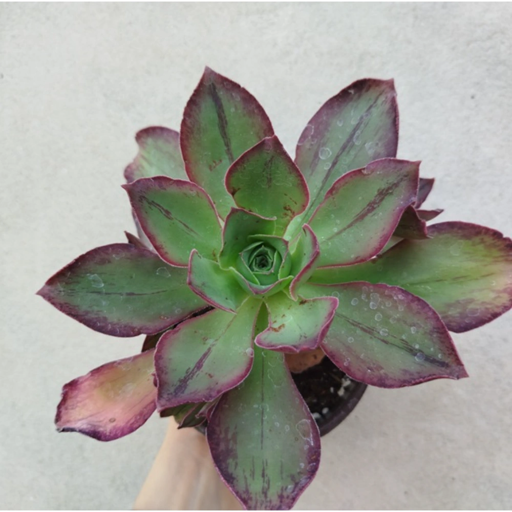AEONIUM 'MARNIER LAPOSTOLLE' Aeonium 'Marnier lapostolle' - Slika 1