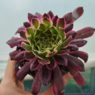 Aeonium Tianhe - Slika 3