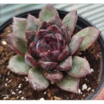 Echeberia 'Black Bear'