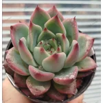 Echeveira 'Fire Pillar'