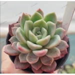 Echeveira 'Indiscrete'