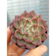 Echeveria 'Aranjuez' (Hwaga) - Slika 2