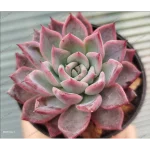 Echeveria 'Aranjuez' (Hwaga)