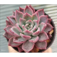 Echeveria 'Aranjuez' (Hwaga)