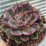 Echeveria 'Betrayal's  Rose'
