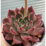 Echeveria 'Red Bell'