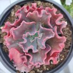Echeveria 'Red Trump'