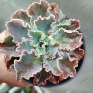 Echeveria 'Blue Curls'