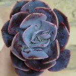 Echeveria Dusty Rose