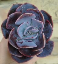 Echeveria Dusty Rose