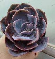 Echeveria Dusty Rose - Slika 2