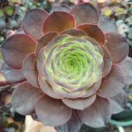 Aeonium 'Charm Golden Rose' - Slika 2