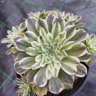 Aeonium Ariel - Slika 2