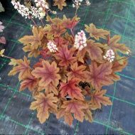 Heucherella 'Brass Lantern'