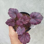 Heuchera 'Electric plum ' - Slika 2