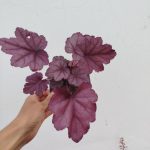 Heuchera 'Pink Panther'