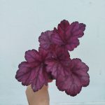 Heuchera 'Wild Rose'