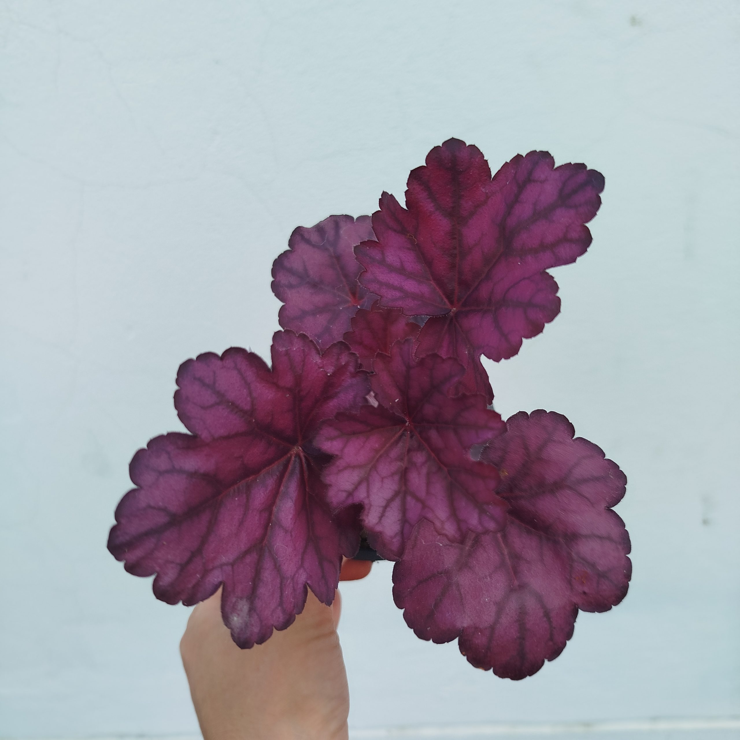 IMG_20260609_162008 Heuchera 'Wild Rose' - Slika 1