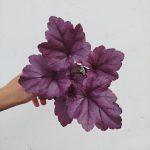Heuchera 'Wildberry'