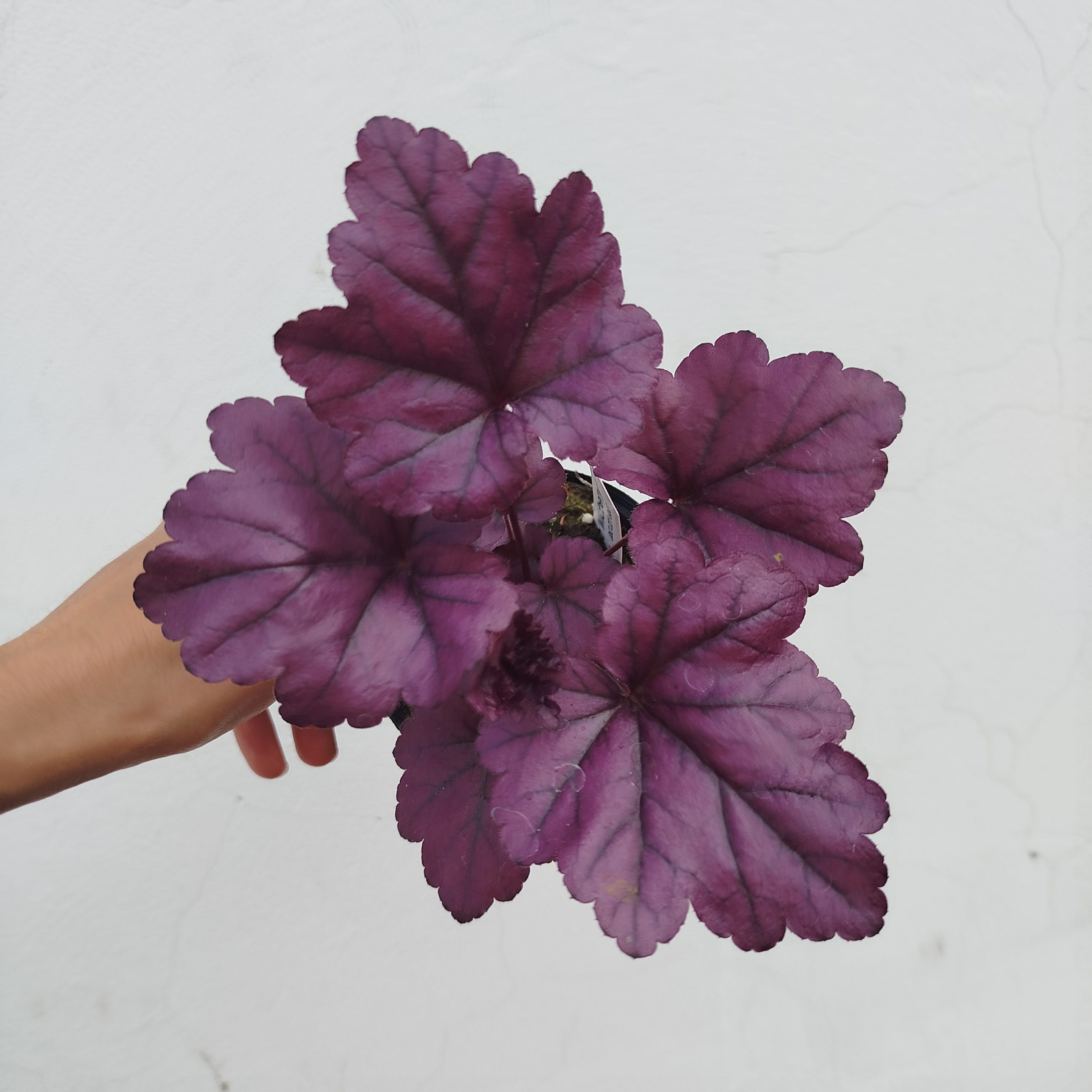 IMG_20260609_162024 Heuchera 'Wildberry' - Slika 1