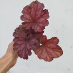 Heuchera 'Berry Smoothie'