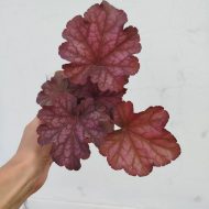 Heuchera 'Berry Smoothie' - Slika 2