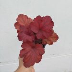 Heuchera 'Fire Alarm'