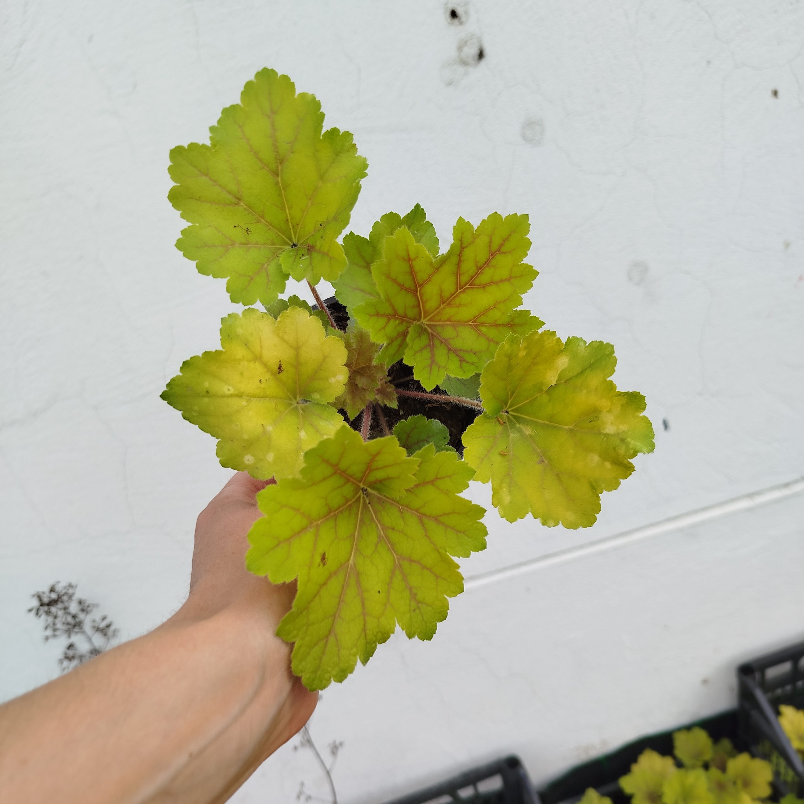 IMG_20260609_162239 Heuchera (hojhera) Electra' - Slika 1