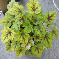 Heucherella 'Catching Fire' - Slika 2