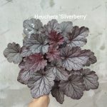 Heuchera 'Silverberry'