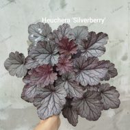 Heuchera 'Silverberry'
