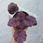 Heuchera 'Electric plum '