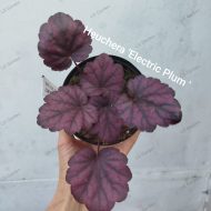 Heuchera 'Electric plum '