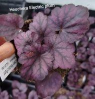 Heuchera 'Electric plum ' - Slika 3