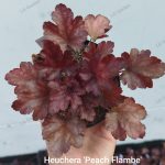 Heuchera 'Peach Flambe'