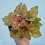 Heuchera 'Champange '
