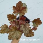 Heuchera 'Ginger Ale'