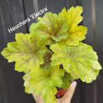 Heuchera (hojhera) Electra'