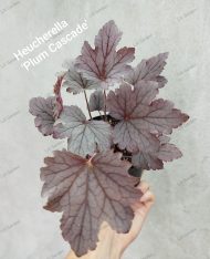 Heucherella 'Cascade plum '