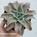 Echeveria Madiba