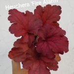 Heuchera 'Fire Alarm'