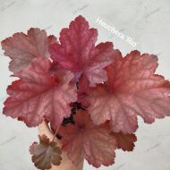 Heuchera 'Rio'