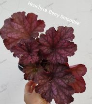 Heuchera 'Berry Smoothie'