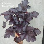 Heuchera 'Black Pearl'