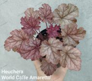 Heuchera world caffe 'Amaretto'