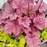 Heuchera Carneval'Watermelon'