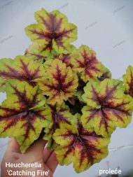Heucherella 'Catching Fire'