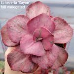 Echeveria 'Suyon' frill variegated