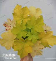 Heuchera 'Pistache' - Slika 3