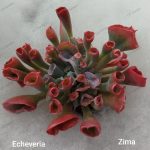 Echeveria 'Trumpet pinky'